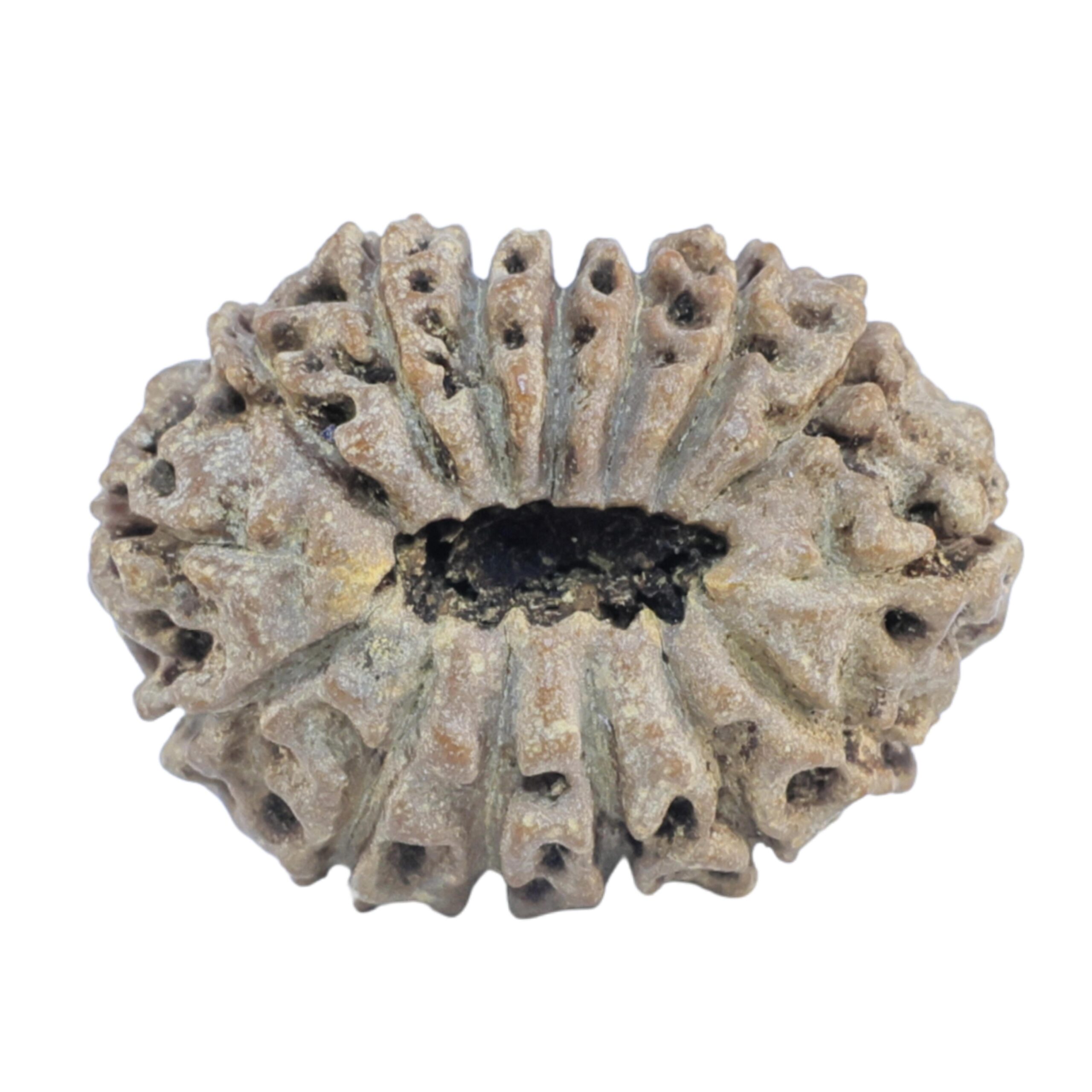 15 Mukhi Rudraksha 21.2mm 2.13gm - Rudraksha back