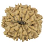 11 Mukhi Rudraksha 21.8mm 3gm - Rudraksha back