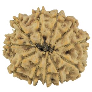 11 Mukhi Rudraksha 21.8mm 3gm - Rudraksha back