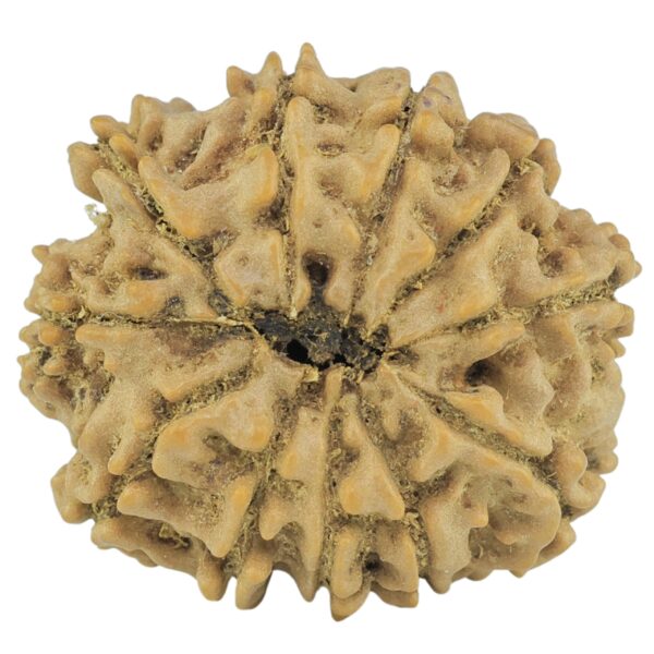 11 Mukhi Rudraksha 21.8mm 3gm - Rudraksha back