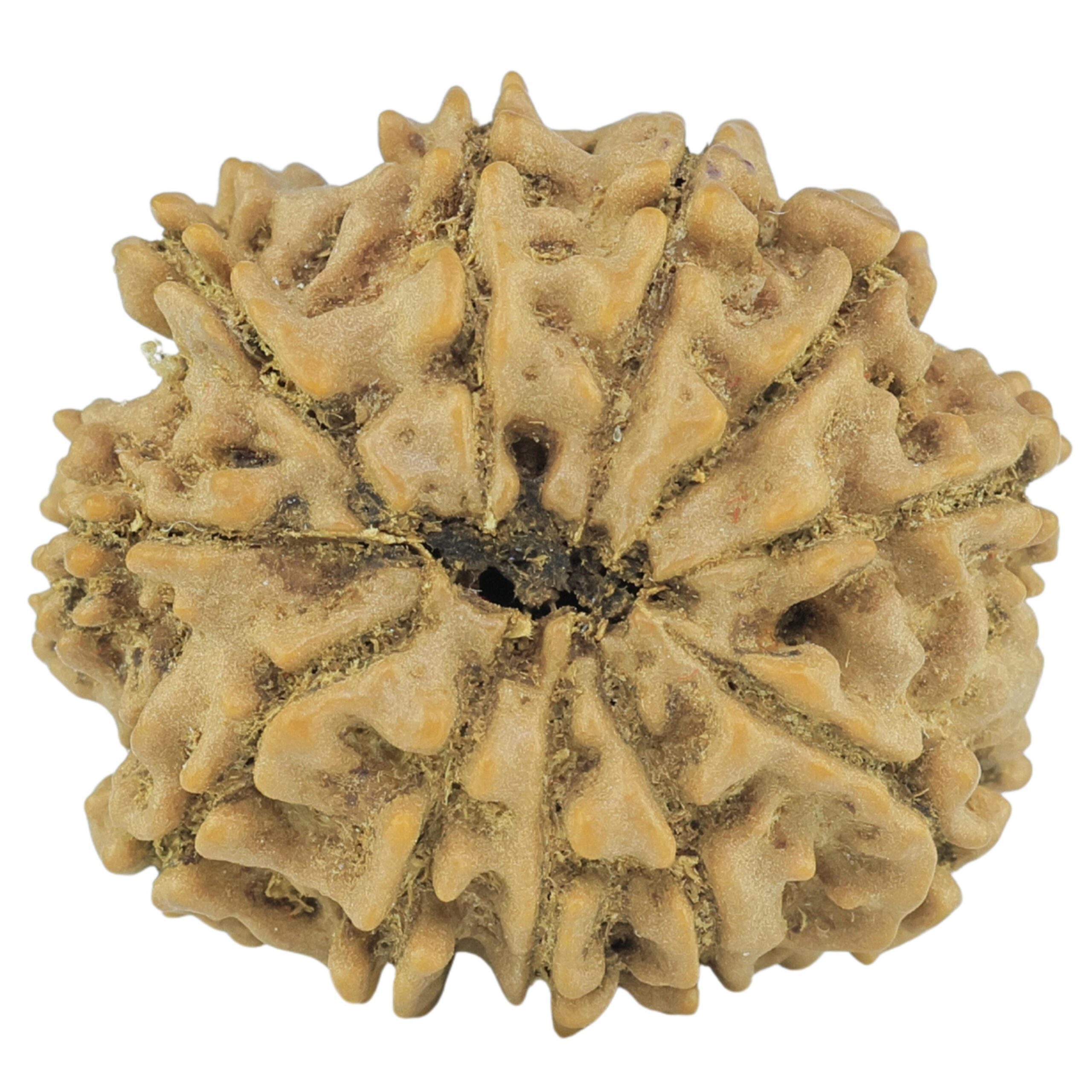 11 Mukhi Rudraksha 21.8mm 3gm - Rudraksha back