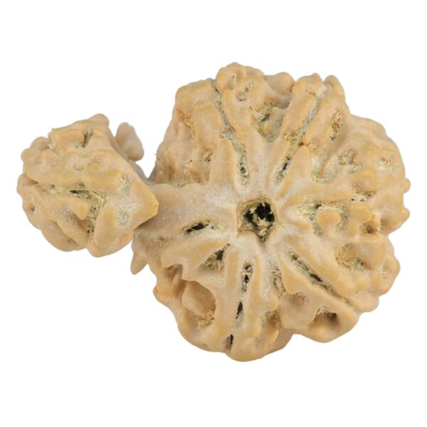 Sawar/Ganesh (6+1) 24.7mm 2.61gm - Rudraksha back