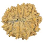 12 Mukhi Rudraksha 19.1mm 1.84gm - Rudraksha back