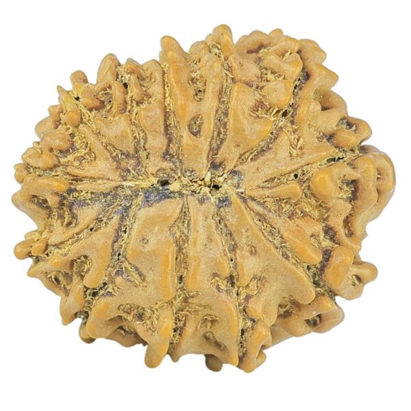 12 Mukhi Rudraksha 19.1mm 1.84gm - Rudraksha back
