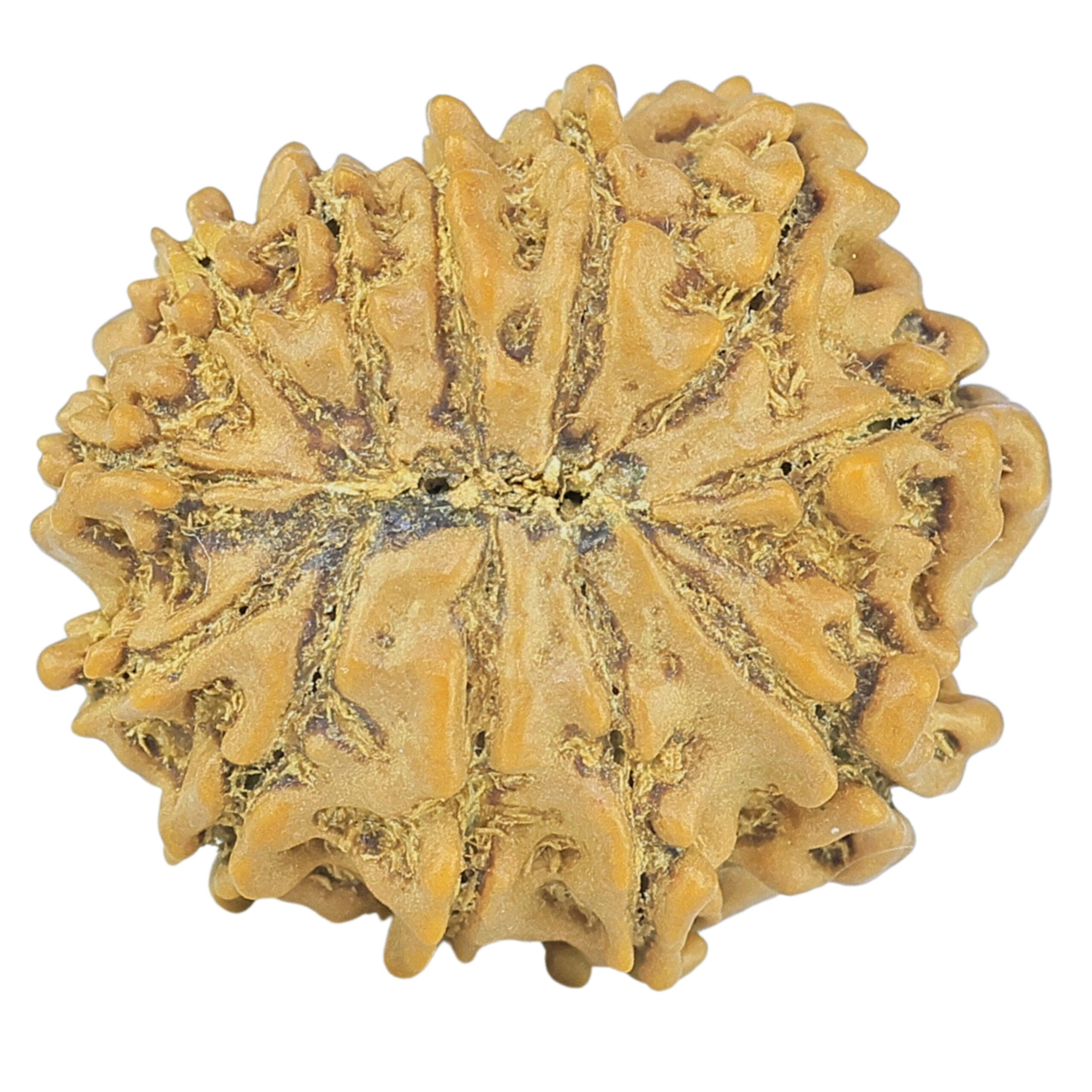 12 Mukhi Rudraksha 19.1mm 1.84gm - Rudraksha back