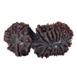 21 Mukhi Gaurishankar 47.2mm 11.1gm - Rudraksha back