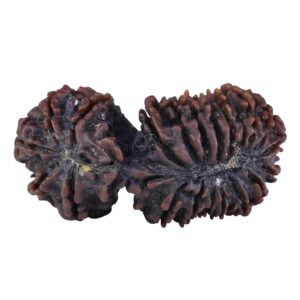21 Mukhi Gaurishankar 47.2mm 11.1gm - Rudraksha back