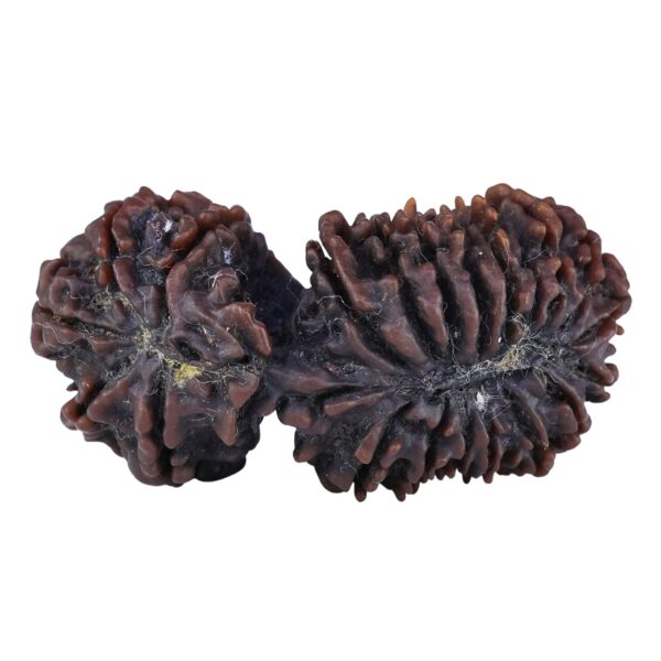 21 Mukhi Gaurishankar 47.2mm 11.1gm - Rudraksha back