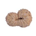15 Mukhi Rudraksha 20.2mm 1.19gm - Rudraksha back