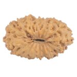 16 Mukhi Rudraksha 19.8mm 1.44gm - Rudraksha back