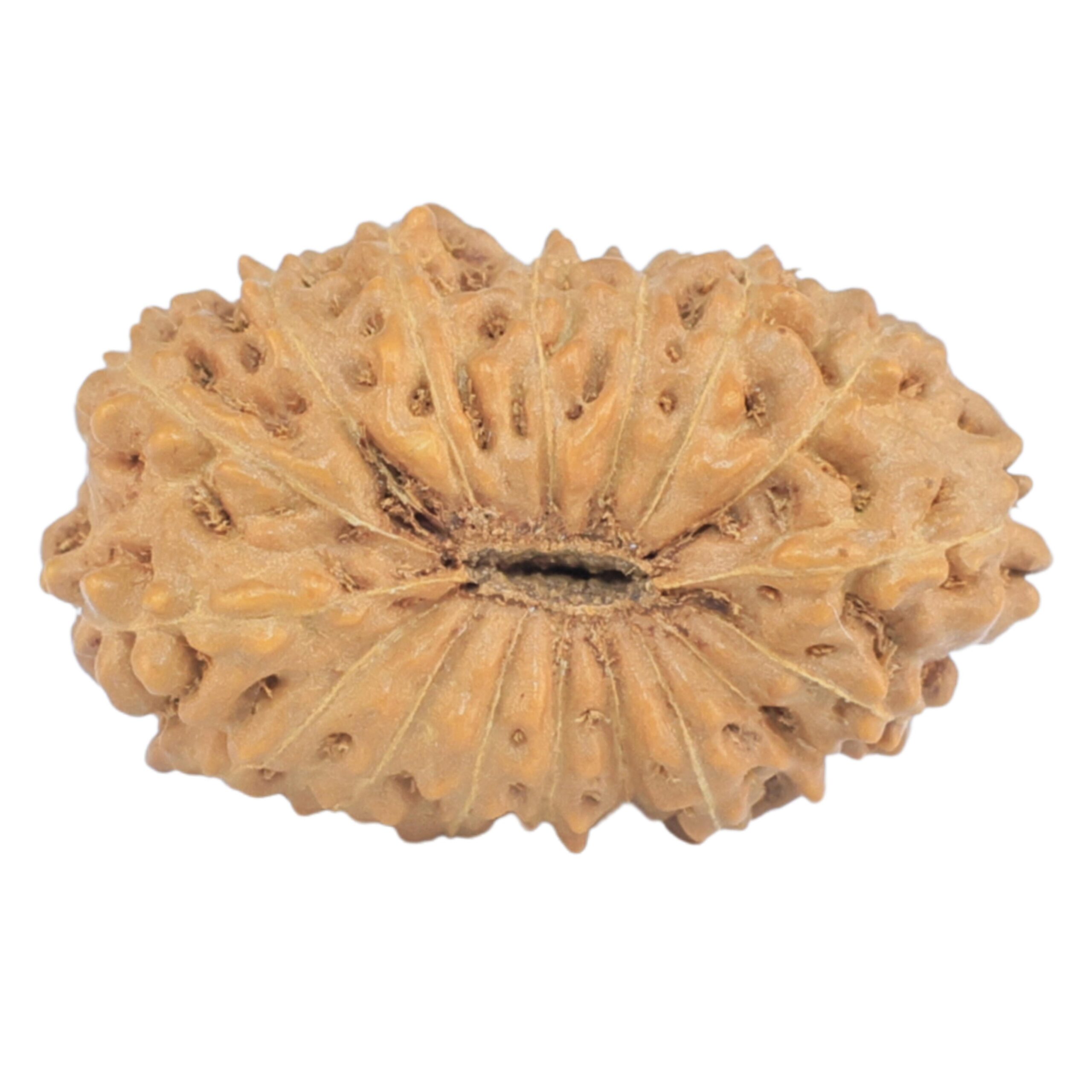 16 Mukhi Rudraksha 19.8mm 1.44gm - Rudraksha back