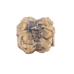 2 Mukhi Rudraksha 21.2mm 1.58gm - Rudraksha back
