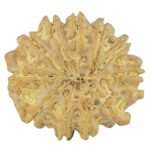 11 Mukhi Rudraksha 23.4mm 3.99gm - Rudraksha back