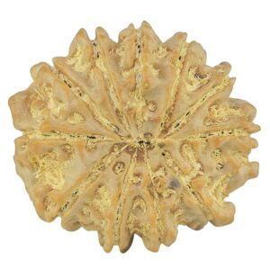 11 Mukhi Rudraksha 23.4mm 3.99gm - Rudraksha back