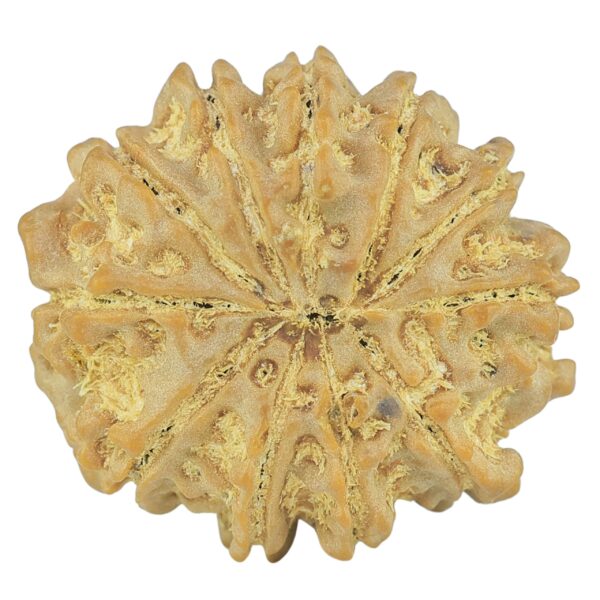 11 Mukhi Rudraksha 23.4mm 3.99gm - Rudraksha back