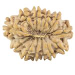 12 Mukhi Rudraksha 25.2mm 2.72gm - Rudraksha back