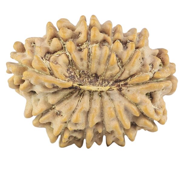 12 Mukhi Rudraksha 25.2mm 2.72gm - Rudraksha back
