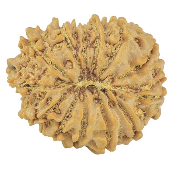 13 Mukhi Rudraksha 23.9mm 3.55gm - Rudraksha back