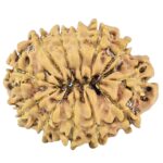 12 Mukhi Rudraksha 25.1mm 2.68gm - Rudraksha back