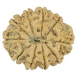 10 Mukhi Rudraksha 28.1mm 5.13gm - Rudraksha back