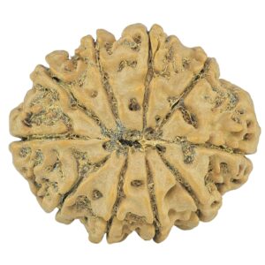 10 Mukhi Rudraksha 28.1mm 5.13gm - Rudraksha back