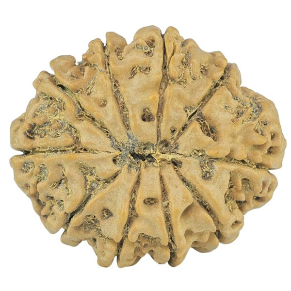 10 Mukhi Rudraksha 28.1mm 5.13gm - Rudraksha back
