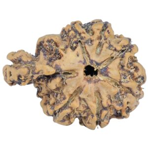 Sawar/Ganesh (6+1) 24.1mm 2.63gm - Rudraksha back