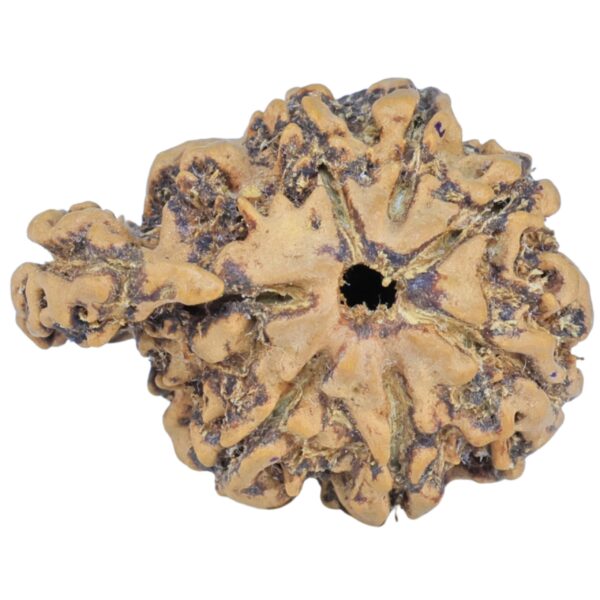 Sawar/Ganesh (6+1) 24.1mm 2.63gm - Rudraksha back