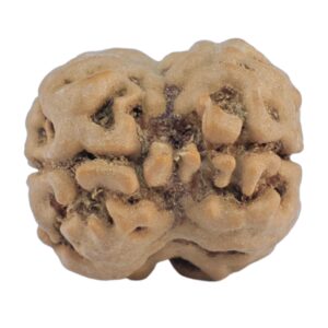 2 Mukhi Rudraksha 22.7mm 2.76gm - Rudraksha back