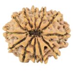 12 Mukhi Rudraksha 26.5mm 3.94gm - Rudraksha back