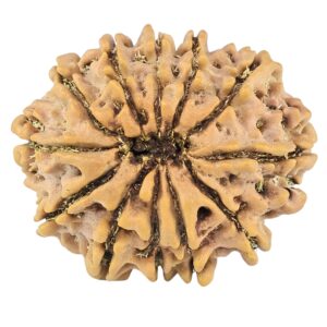 12 Mukhi Rudraksha 26.5mm 3.94gm - Rudraksha back