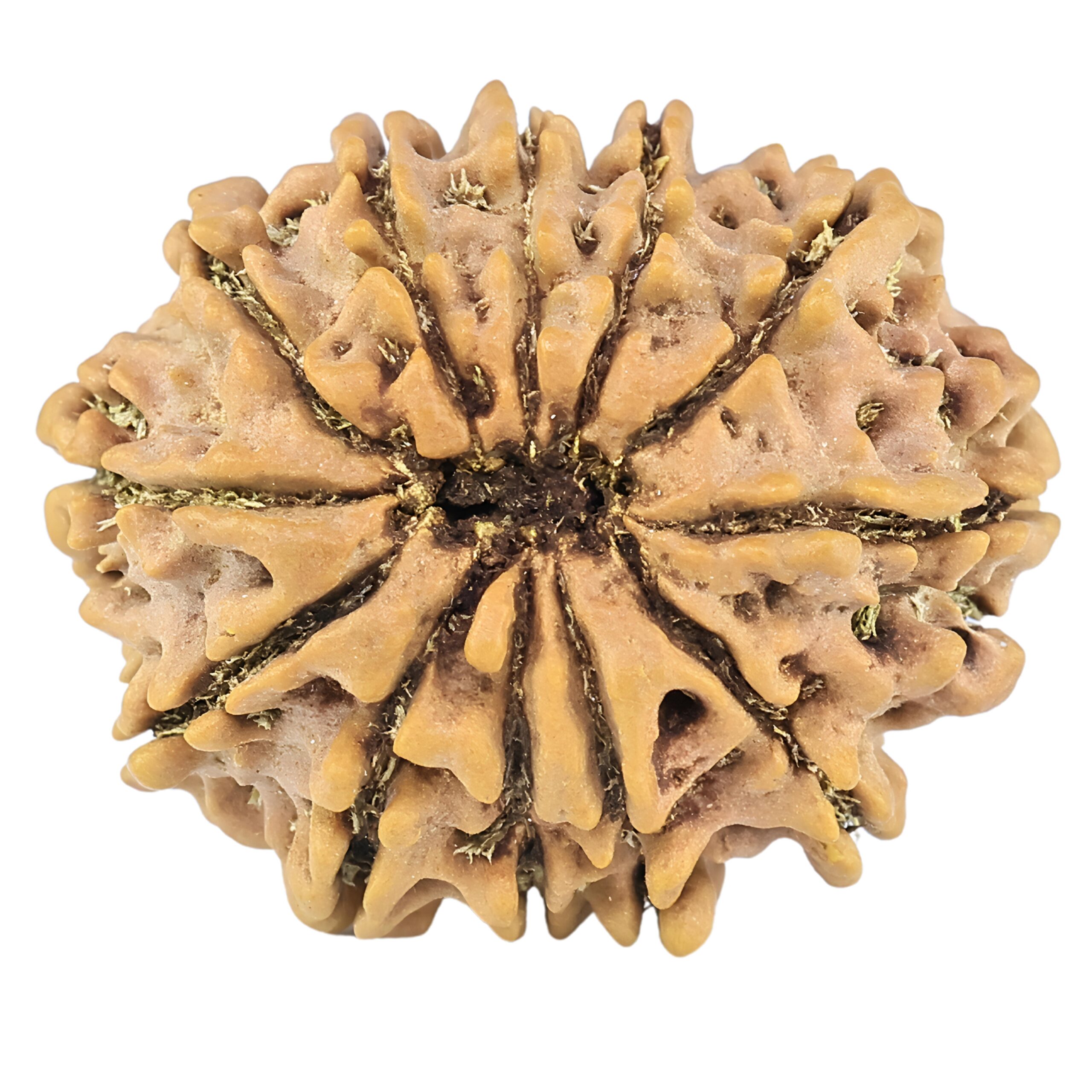 12 Mukhi Rudraksha 26.5mm 3.94gm - Rudraksha back