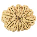 11 Mukhi Rudraksha 37mm 10.27gm - Rudraksha back