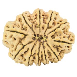 11 Mukhi Rudraksha 37mm 10.27gm - Rudraksha back