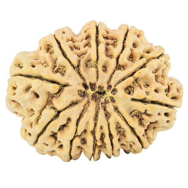 11 Mukhi Rudraksha 37mm 10.27gm - Rudraksha back