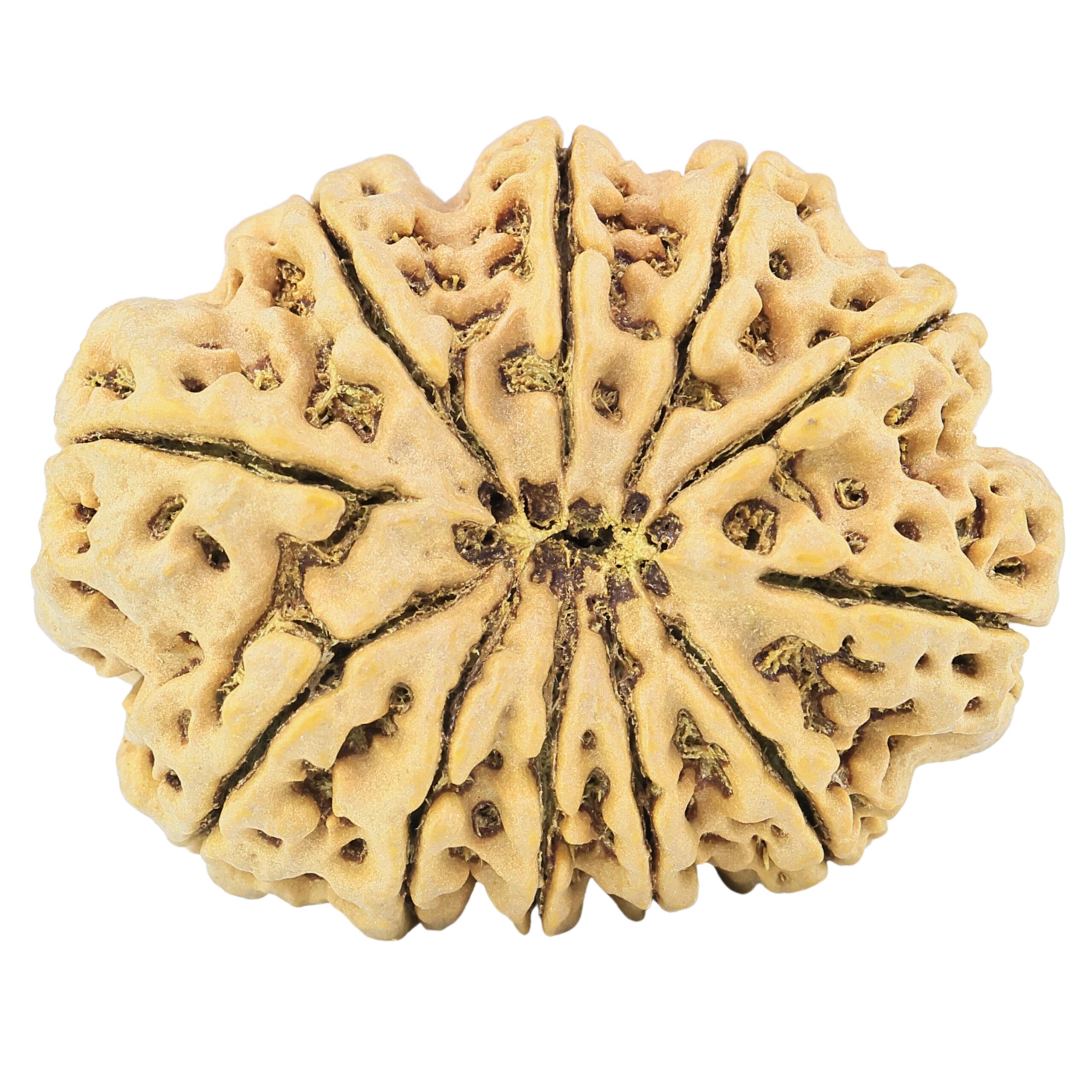 11 Mukhi Rudraksha 37mm 10.27gm - Rudraksha back