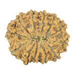 12 Mukhi Rudraksha 27.3mm 4.73gm - Rudraksha back
