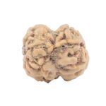 2 Mukhi Rudraksha 23.5mm 2.45gm - Rudraksha back
