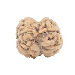 2 Mukhi Rudraksha 23.5mm 2.45gm - Rudraksha back