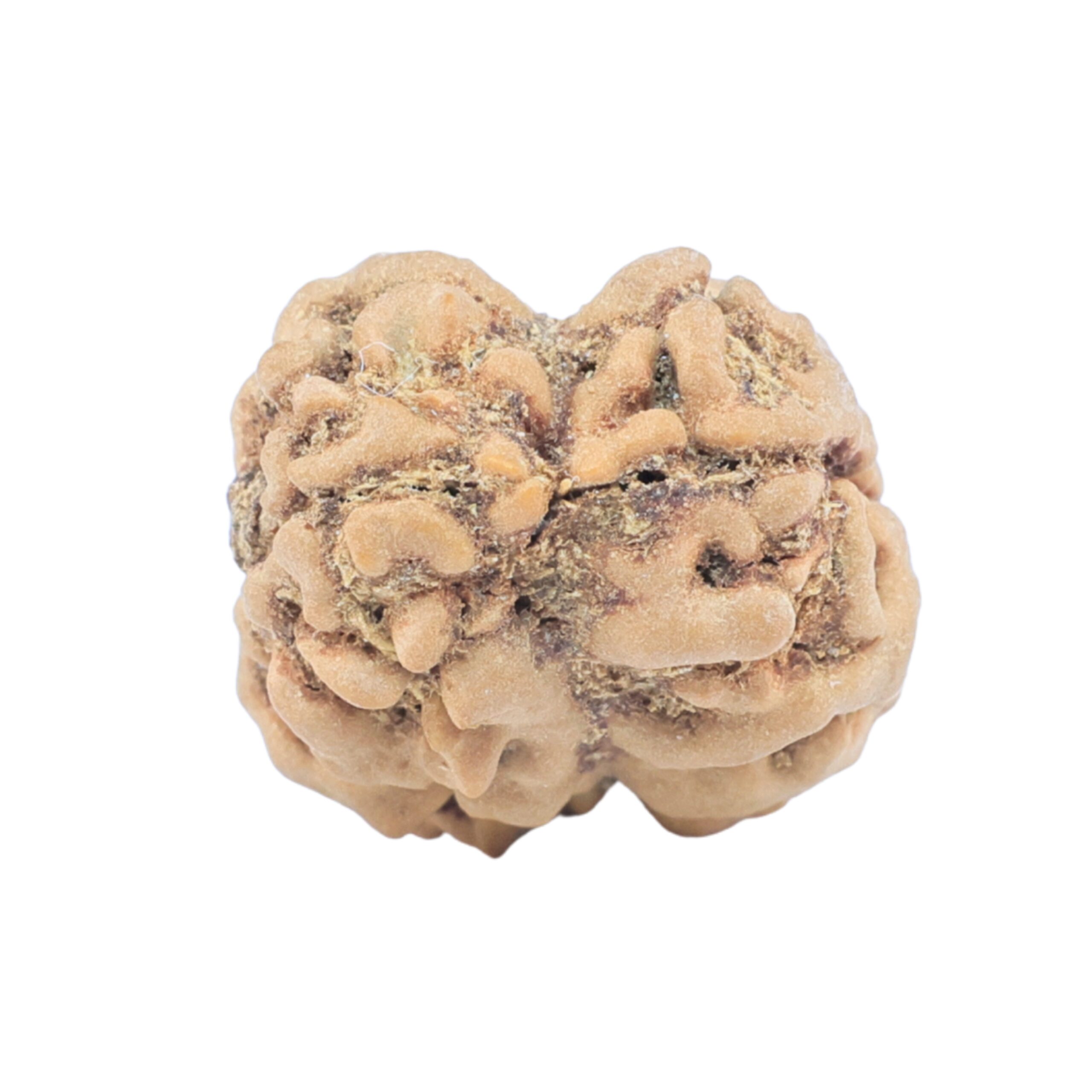 2 Mukhi Rudraksha 23.5mm 2.45gm - Rudraksha back