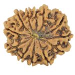 12 Mukhi Rudraksha 24.2mm 3.61gm - Rudraksha back