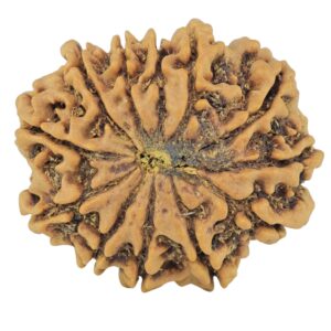12 Mukhi Rudraksha 24.2mm 3.61gm - Rudraksha back