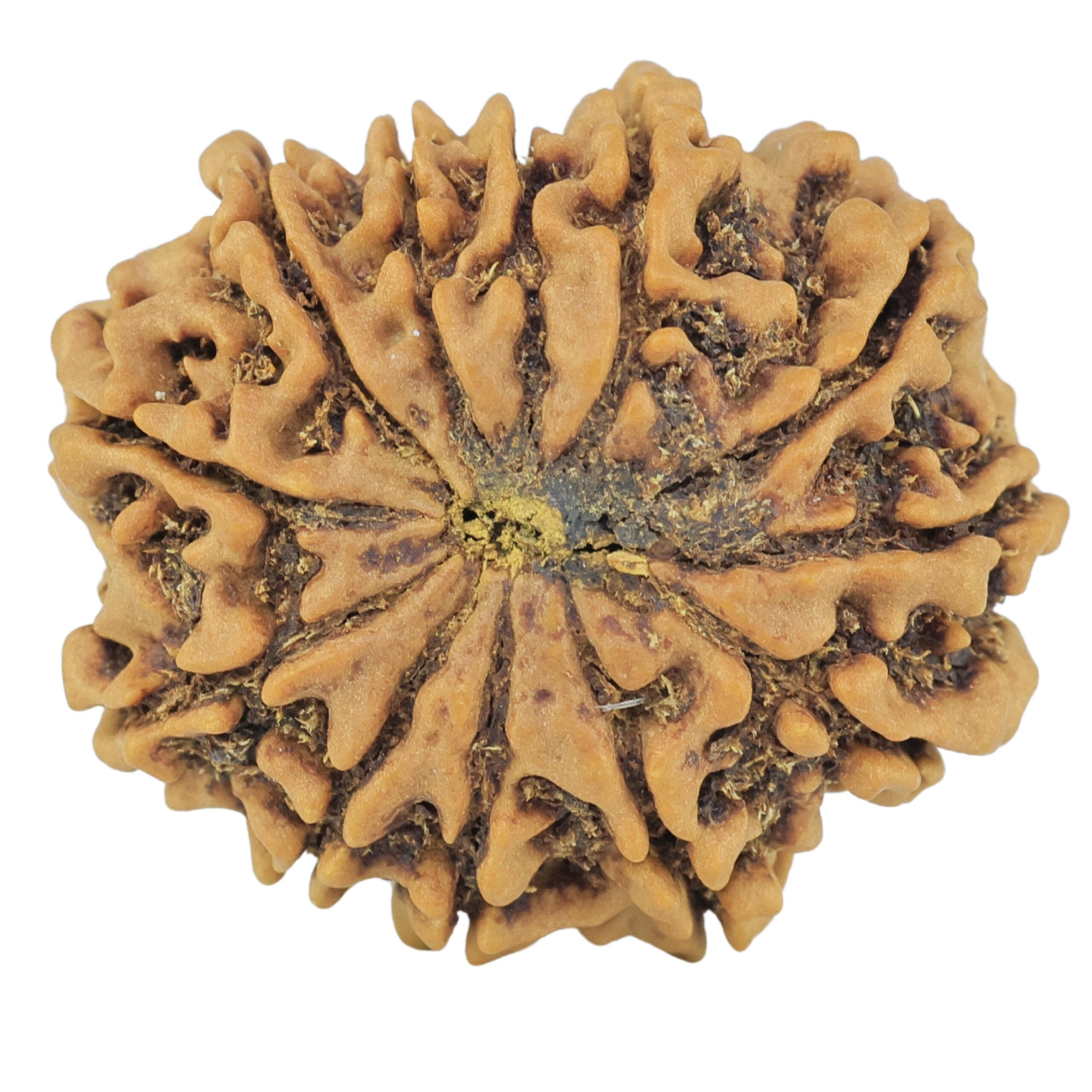 12 Mukhi Rudraksha 24.2mm 3.61gm - Rudraksha back