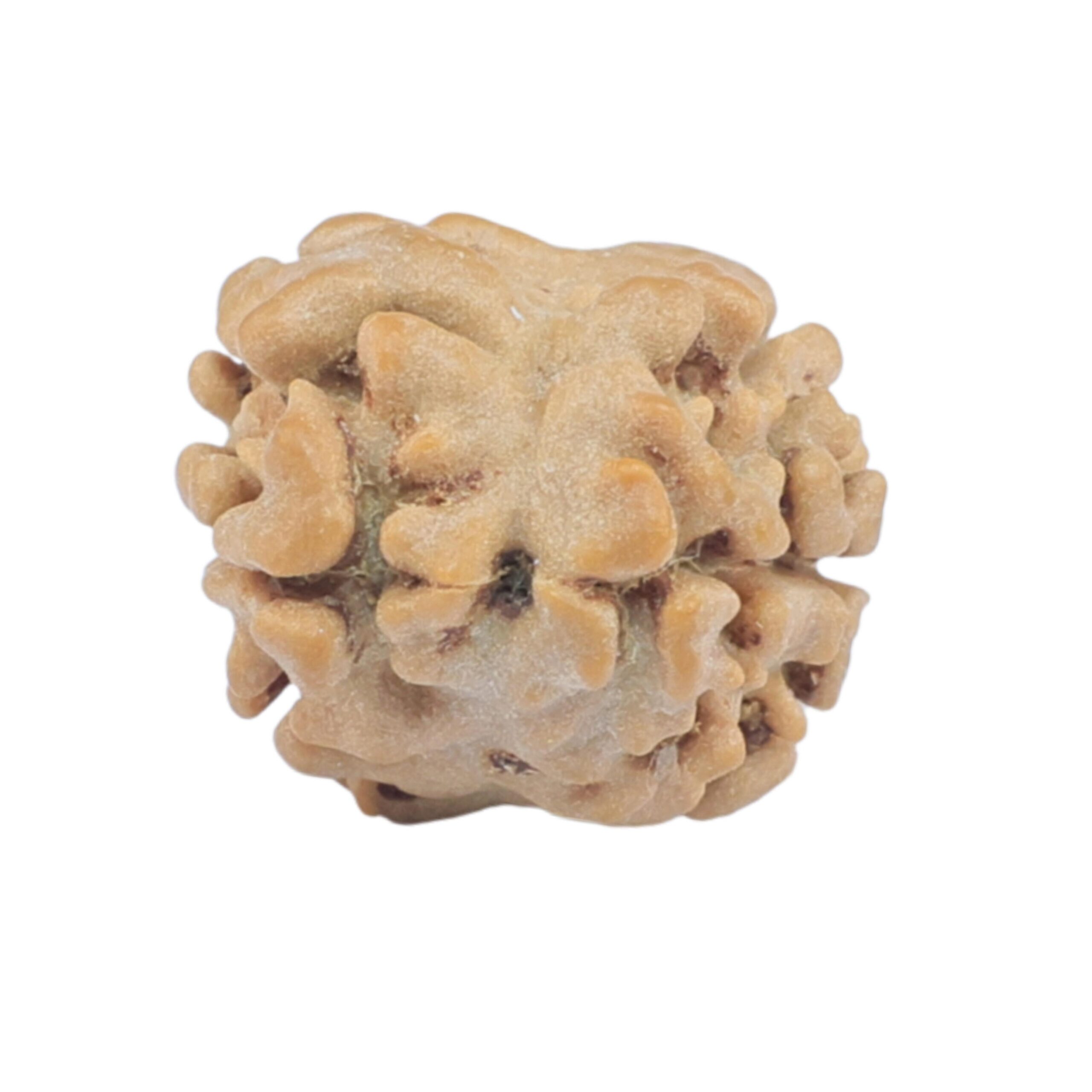 2 Mukhi Rudraksha 17.5mm 1.19gm - Rudraksha back