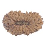 19 Mukhi Rudraksha 13.3mm 0.31gm - Rudraksha back