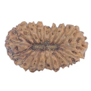19 Mukhi Rudraksha 13.3mm 0.31gm - Rudraksha back