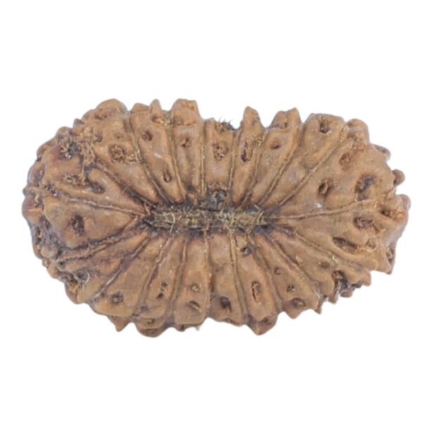 19 Mukhi Rudraksha 13.3mm 0.31gm - Rudraksha back