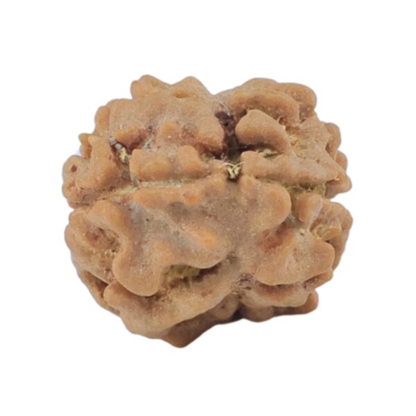 2 Mukhi Rudraksha 14.4mm 0.83gm - Rudraksha back