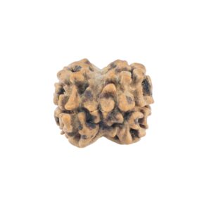 2 Mukhi Rudraksha 22.5mm 1.66gm - Rudraksha back
