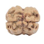 2 Mukhi Rudraksha 24.5mm 2.4gm - Rudraksha back